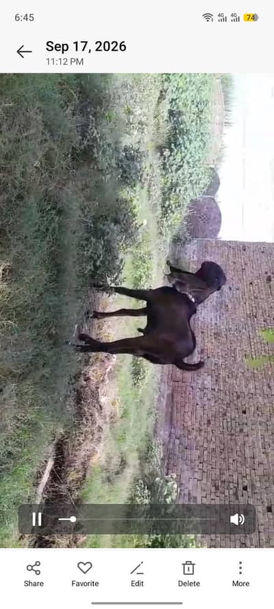 Nagra betal bredar bakra 2 dant.