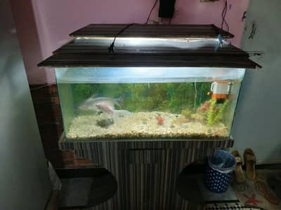 fish awuariam