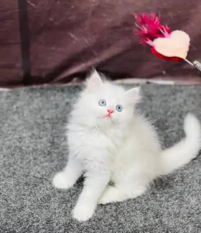 (Persian female kitten) (for sale all) (Pakistan delivery available)