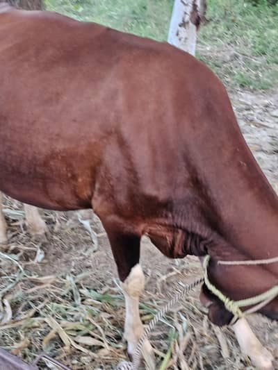 Farami cow 2 years age Now 1 month is remaining to 2nd delivery