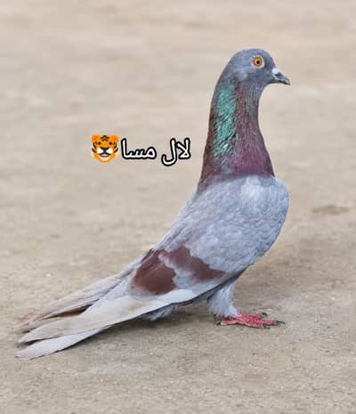 male kabutar Patti Wala 4 se 5 ghante flye guarantee ke sath