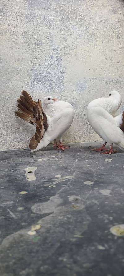 brown tail fantail lakka breeder pair