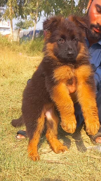 German Shepard male puppy for sale