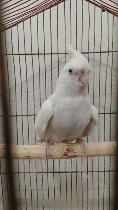 parrot