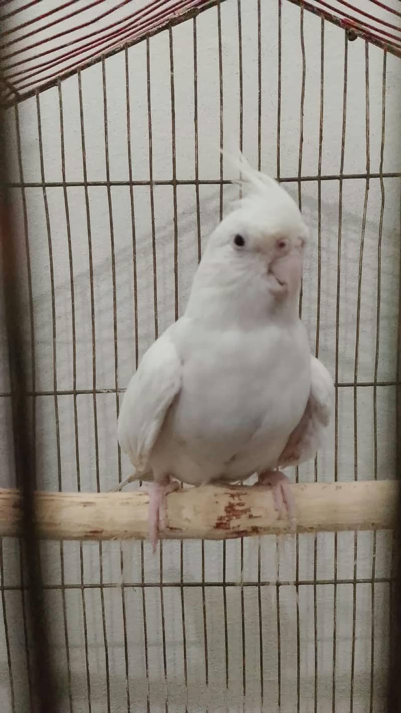 parrot 0