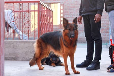 German Shepherd female dog for sale GSD