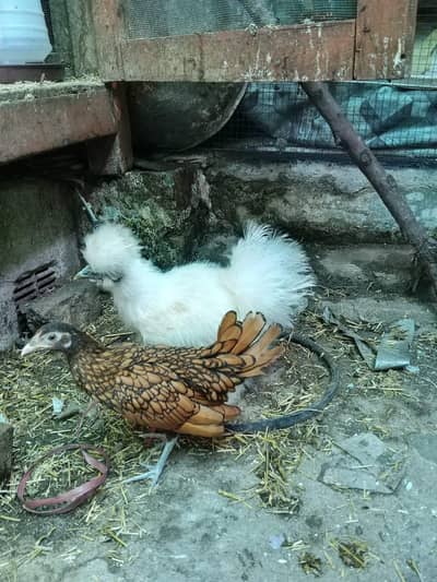 golden sebright or silkie chicks for sale