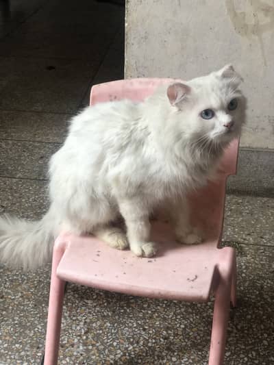Persian cat for sell