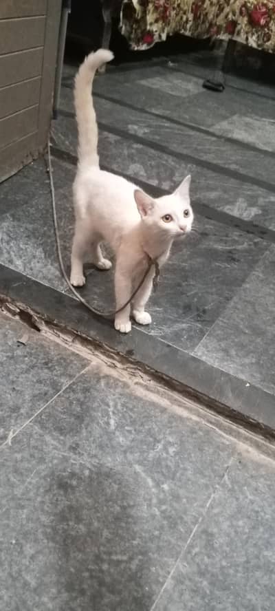 catss