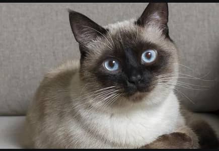 siemese male