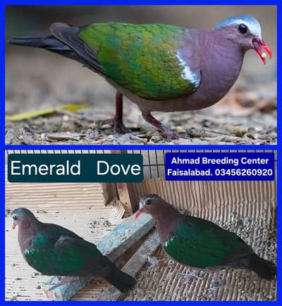 Emerald Dove /Doves /Doves For Sale /Qumri /Fakhta /All kind of Doves
