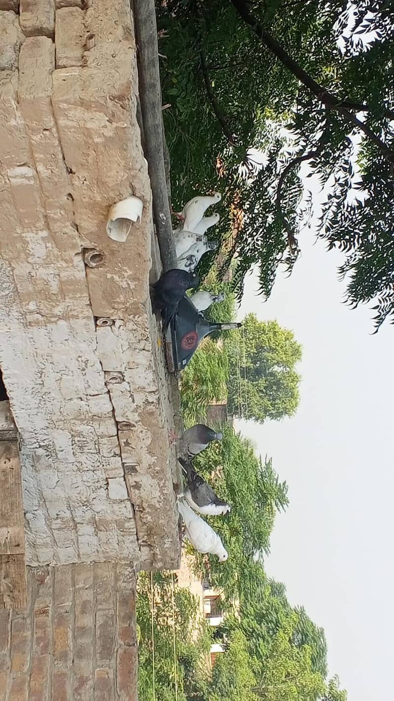 pigan 1