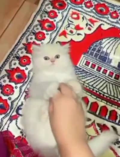 (Persian female kitten) (for sale all) (Pakistan delivery available)