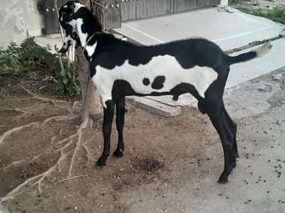 Bakra for sale