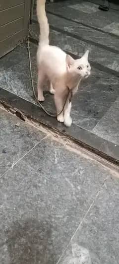 cats 03418920063is py rabta kry 1
