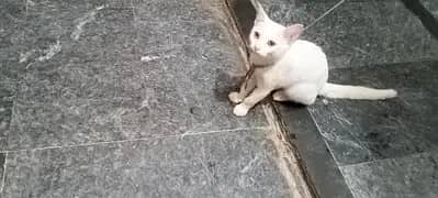 cats 03418920063is py rabta kry 2