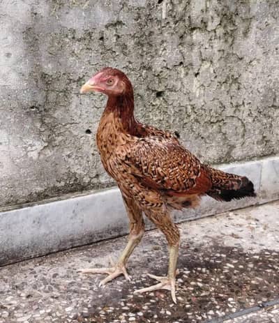 mian wali aswell hen for sale