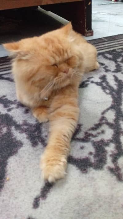 male cat