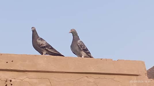 Qasid Pair for sale