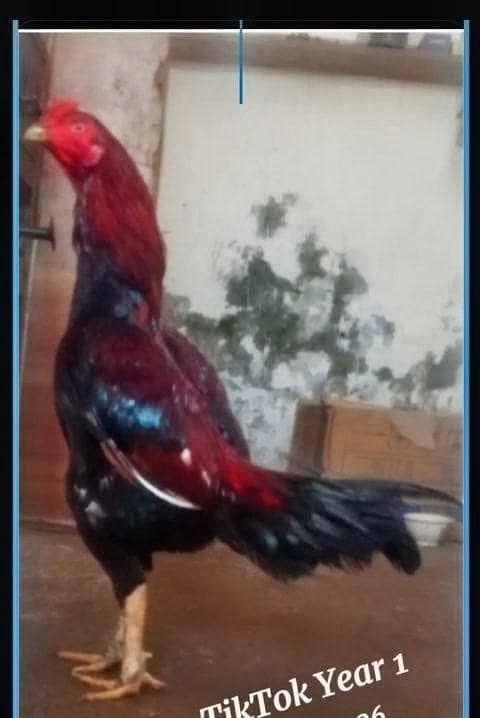 hen good 0