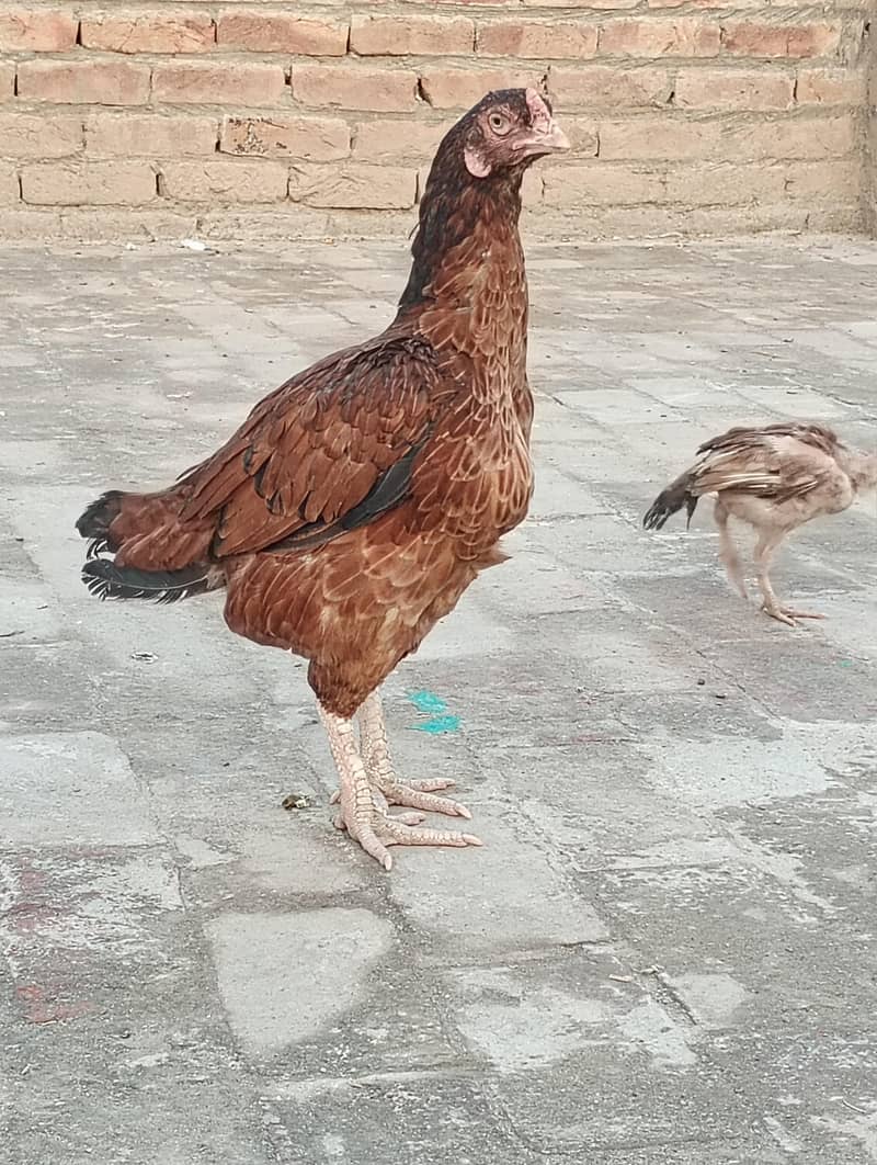 hen good 1