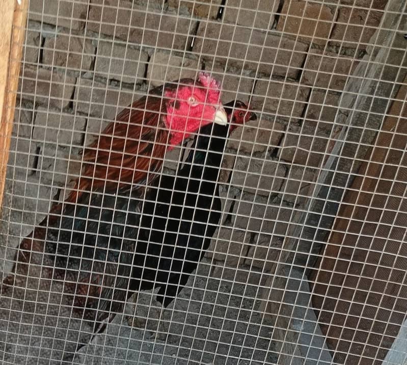 hen good 2