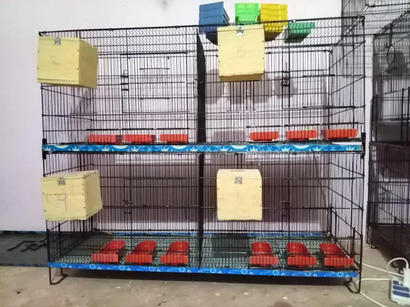 Love Bird / Cocktail / Java Finches / Ringneck — photo 2