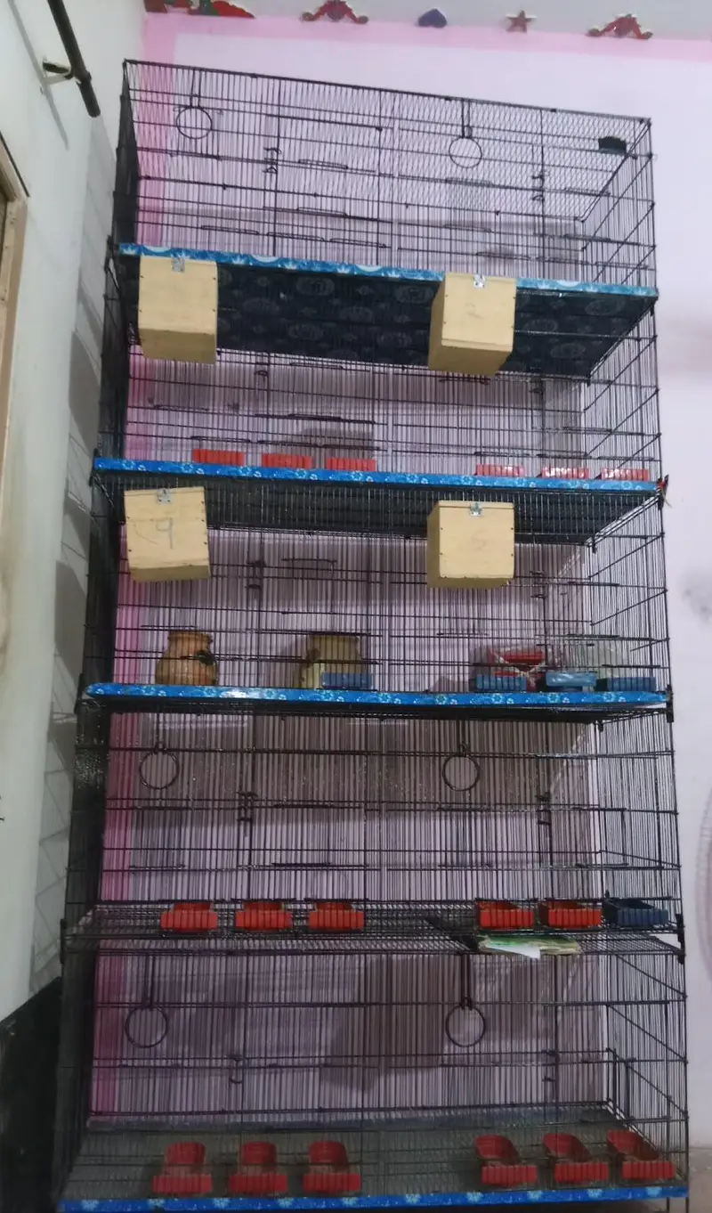 Love Bird / Cocktail / Java Finches / Ringneck — photo 3