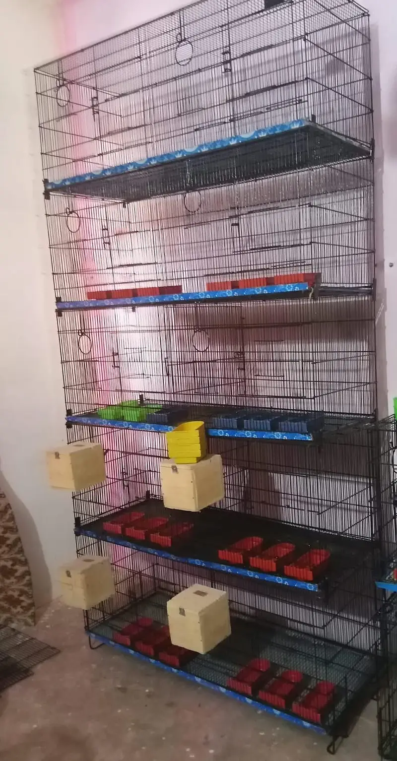 Love Bird / Cocktail / Java Finches / Ringneck — photo 4