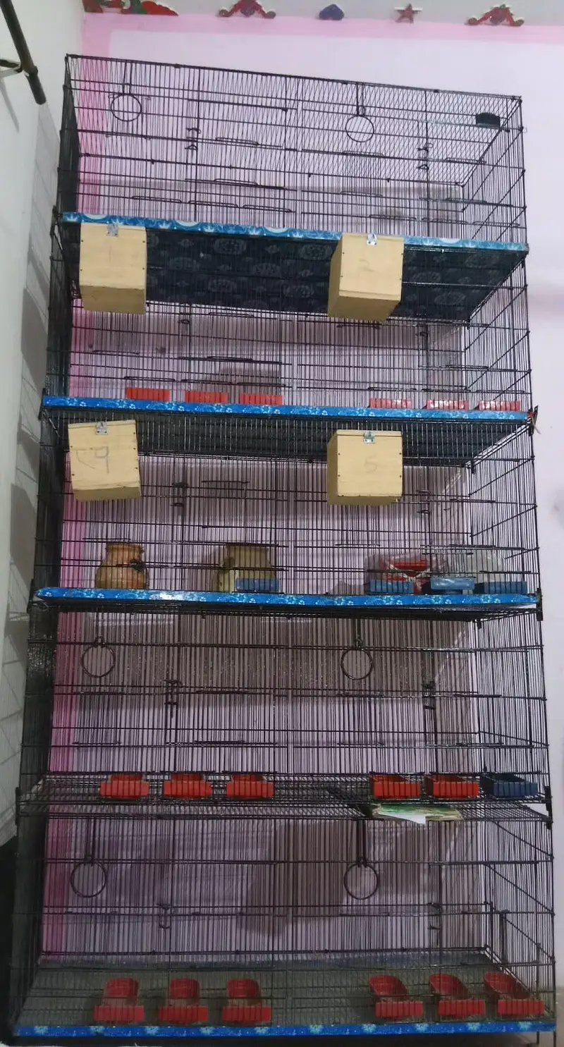 Love Bird / Cocktail / Java Finches / Ringneck — photo 5