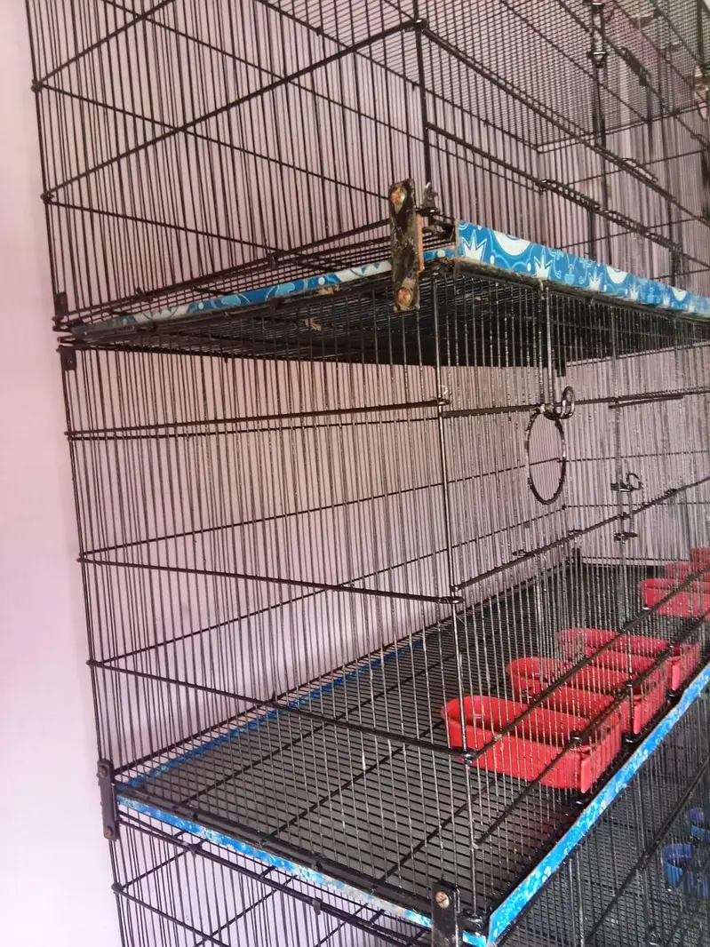 Love Bird / Cocktail / Java Finches / Ringneck — photo 6