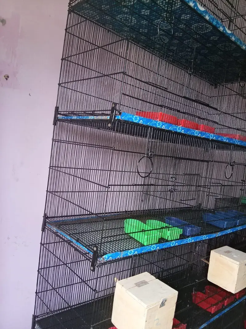 Love Bird / Cocktail / Java Finches / Ringneck — photo 9