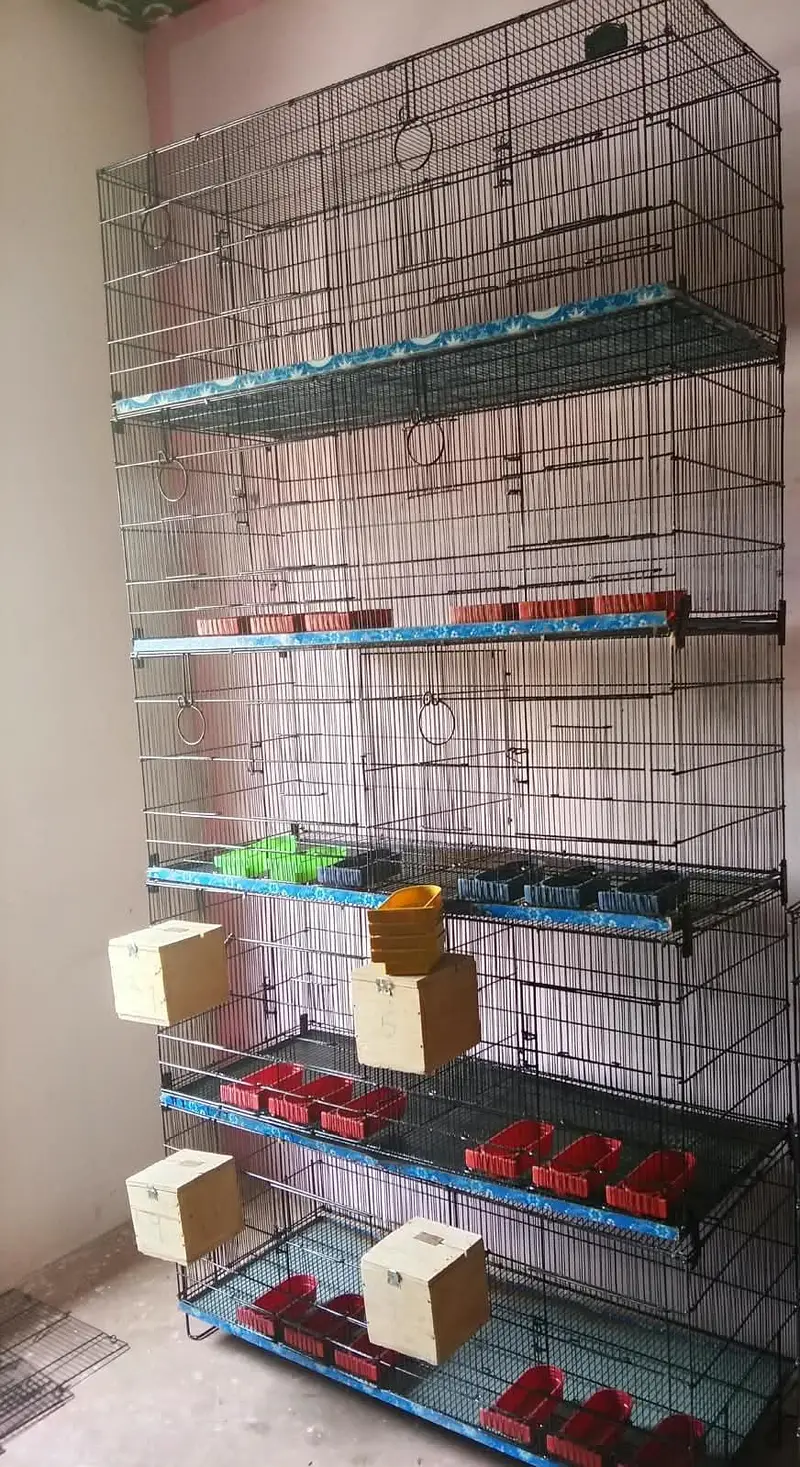 Love Bird / Cocktail / Java Finches / Ringneck — photo 10