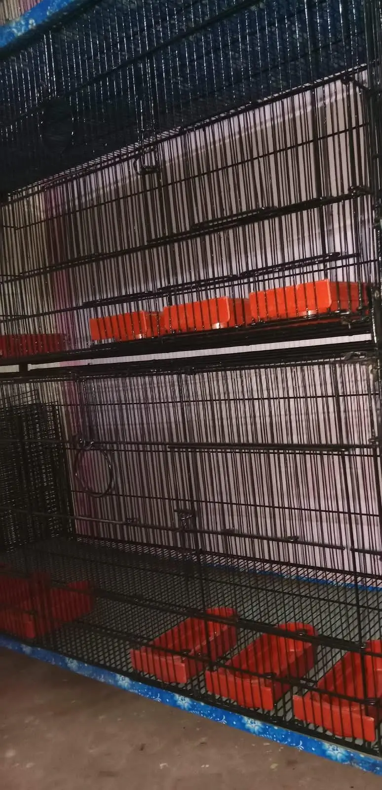 Love Bird / Cocktail / Java Finches / Ringneck — photo 12