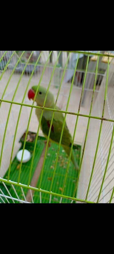 Alexander Raw parrot male 03333249606