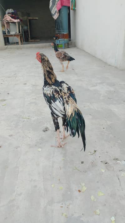 FOR sale BUREWALA