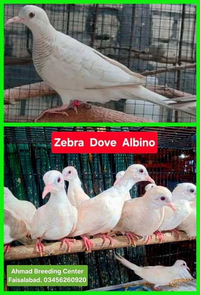 Zebra Dove AL /Doves /Doves For Sale /Qumri /Fakhta /All kind of Doves