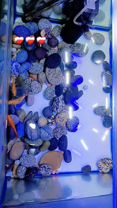 Aquarium & 3 fish