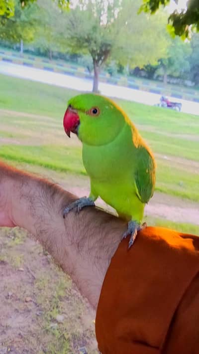 Parrot for sale