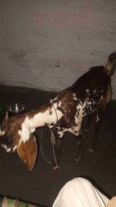 بہترین خوبصورت بکری کمانڈوشگری فروخت کےلیےدستیاب ہے