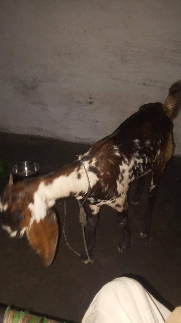 بہترین خوبصورت بکری کمانڈوشگری فروخت کےلیےدستیاب ہے 0