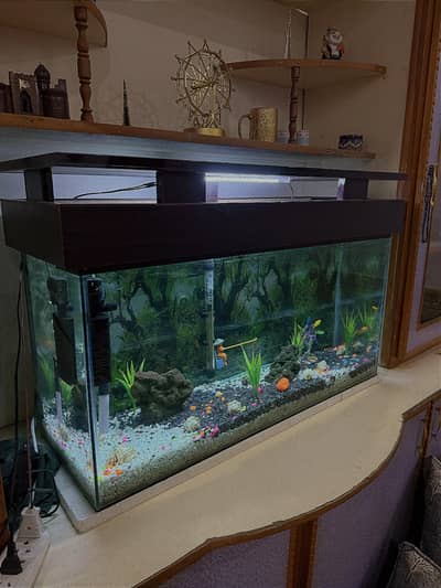 Beautiful Aquarium