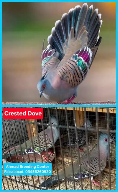 Crested Dove /Doves /Doves For Sale /Qumri /Fakhta /All kind of Doves