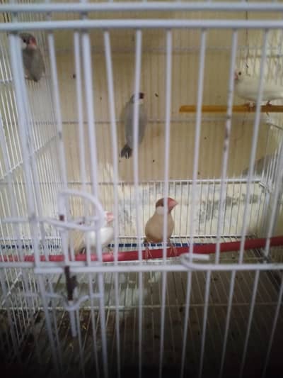white java Silver java Fawn java albino