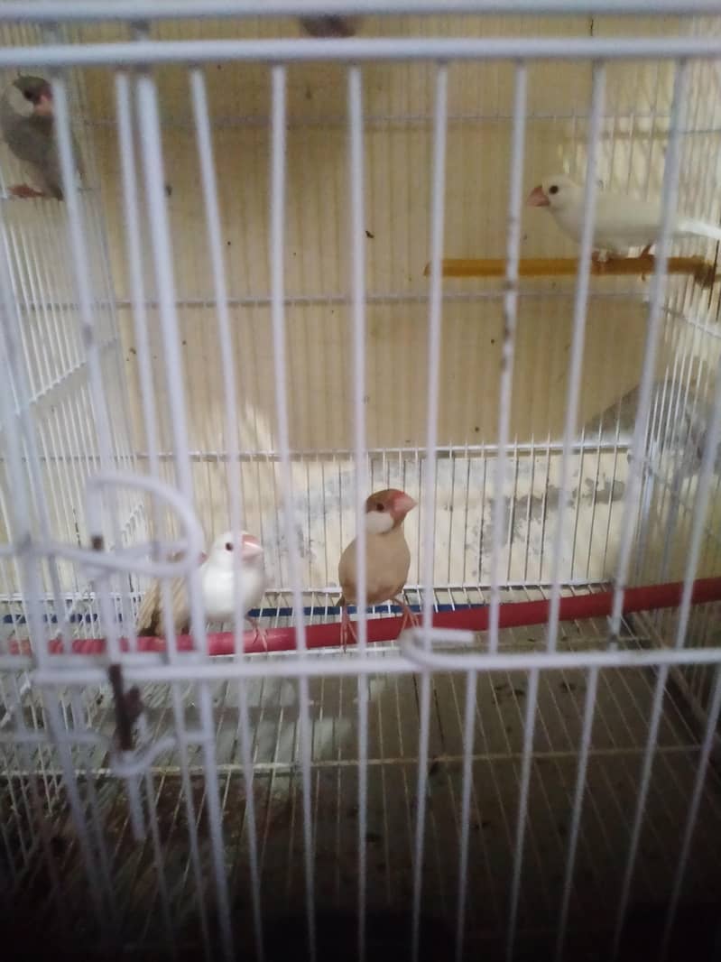 white java Silver java Fawn java albino 1