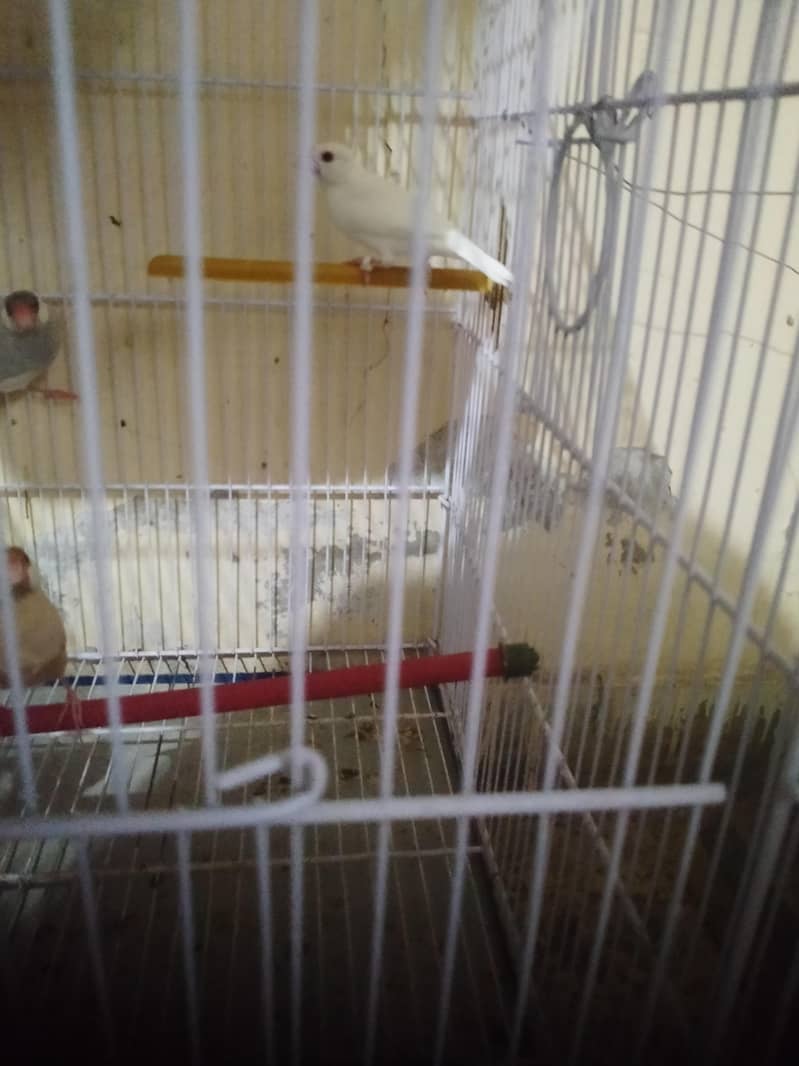 white java Silver java Fawn java albino 2