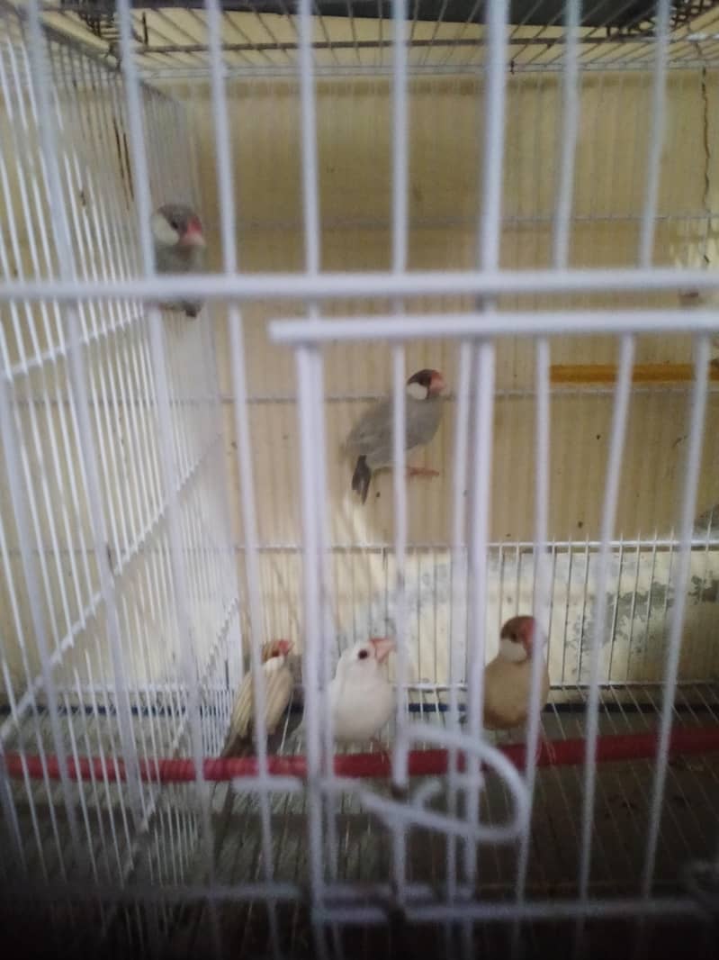 white java Silver java Fawn java albino 4