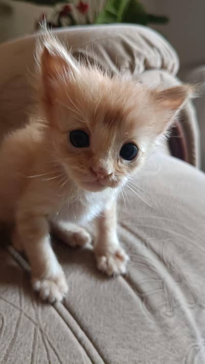 Orange kitten