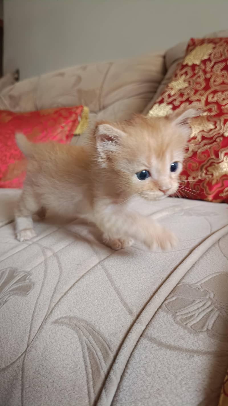 Orange kitten 1