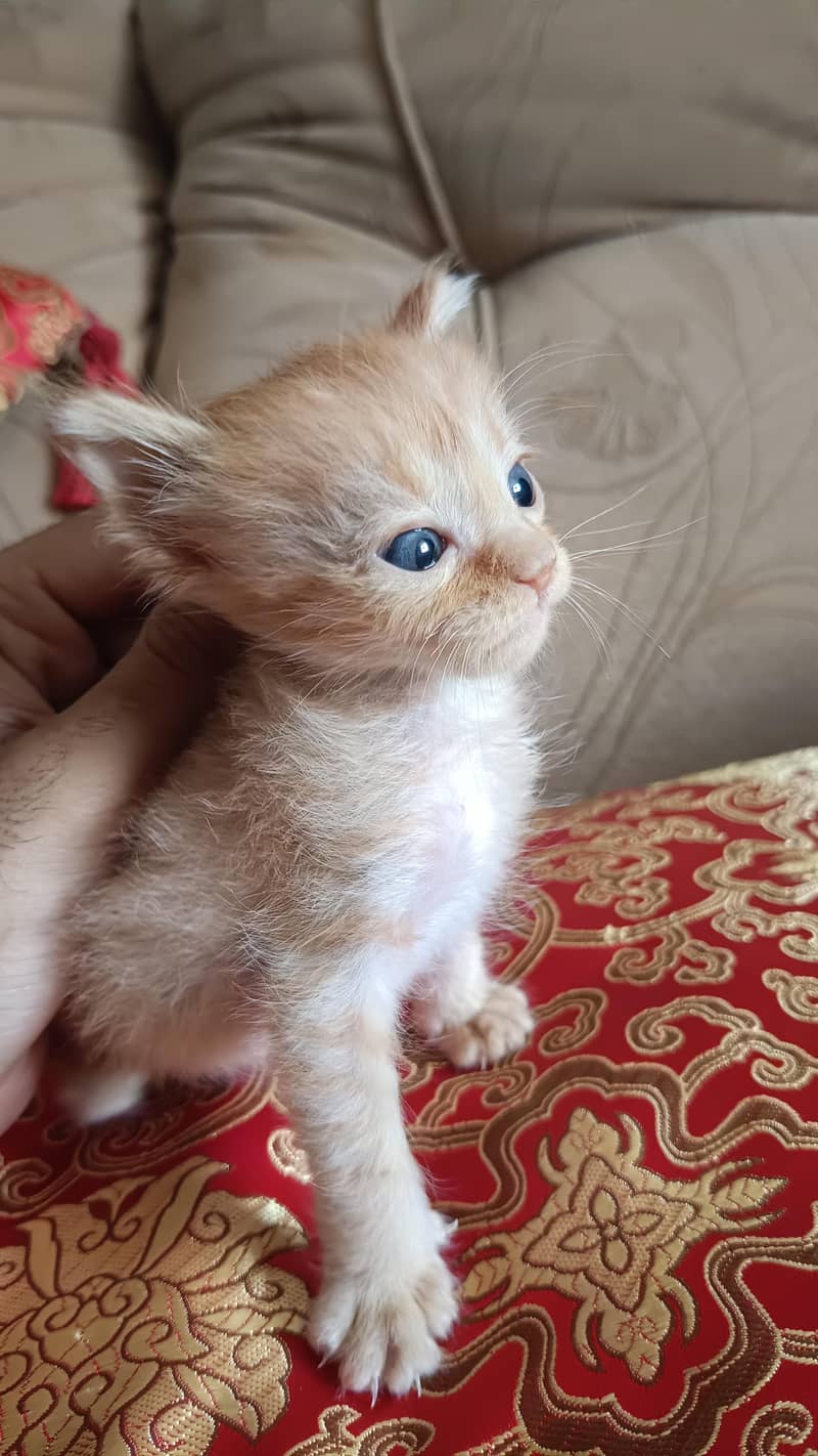 Orange kitten 2